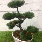 bonsai33