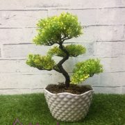 bonsai27
