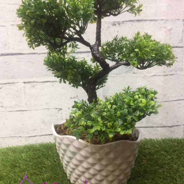 bonsai29